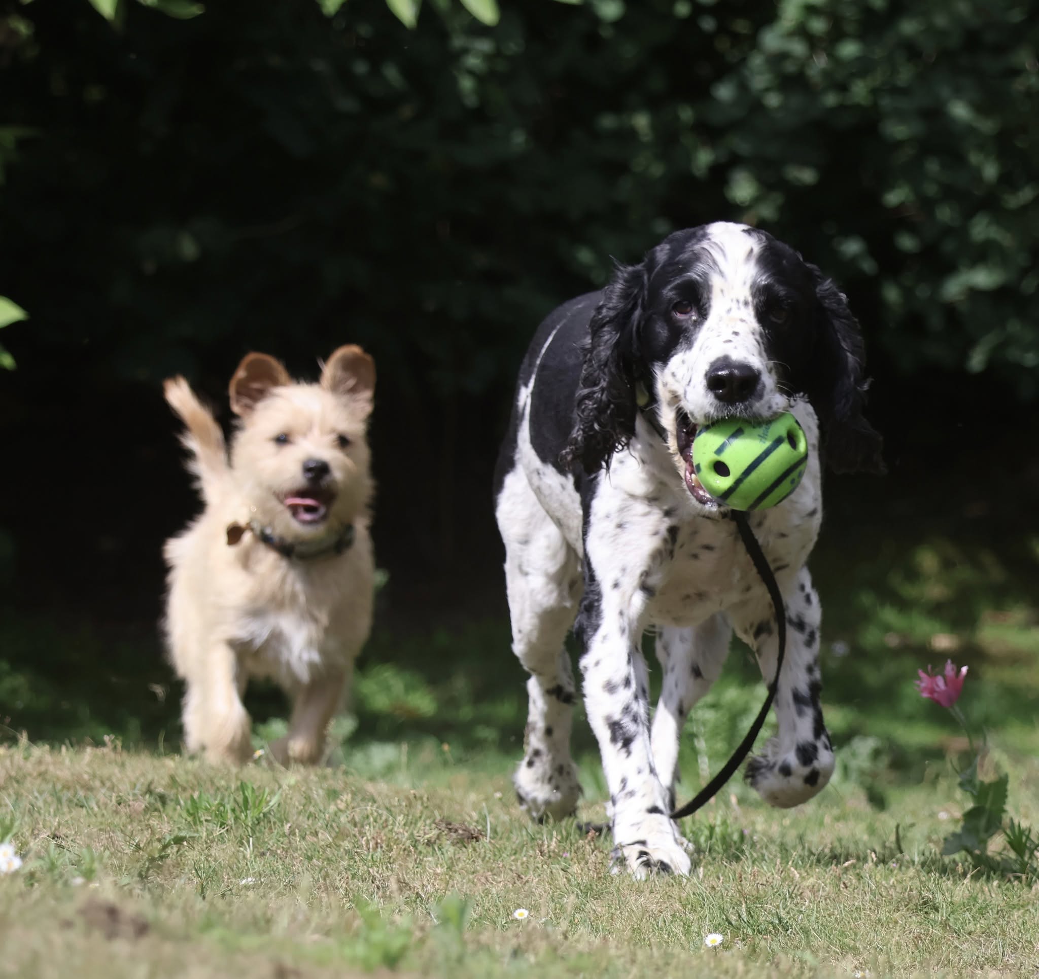 Dogs enjoying time outside at The Best Doggy Hotel