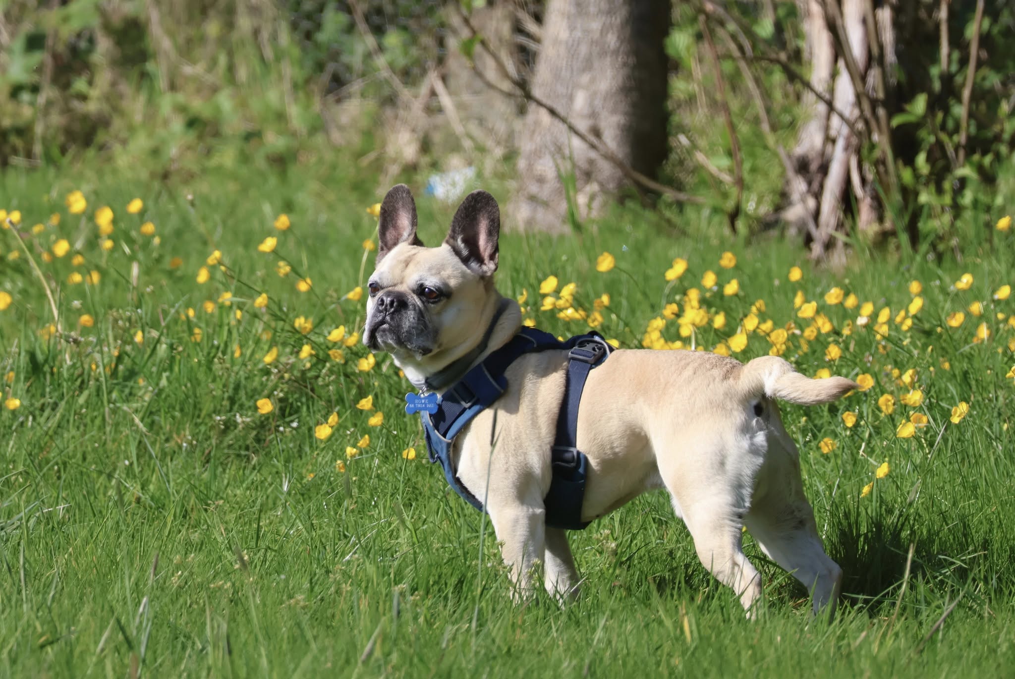 A small dog standing in the garden