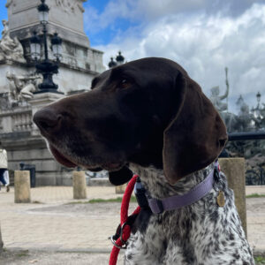 Photo of Juno always has an amazing time and we know she is in great and capable hands.