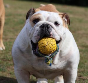 Photo of My Matilda has been coming to Michelle and her Doggy Hotel for a number of years now, she loves it. She is a regular day care visitor and also holidays.