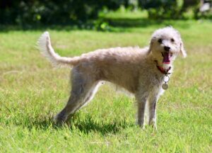 Photo of We have been sending our dogs to Michelle, the Doggy hotel for years now. There is nowhere I trust to look after our fur babies more.