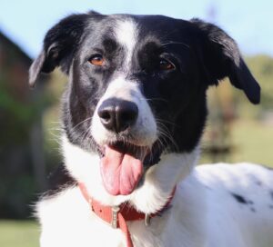 Photo of Pickle has been a regular visitor to the Doggy Hotel since she was young and can’t wait to go through the gates every time we arrive.